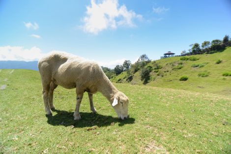 Sheep grazing on Evergreen Grassland