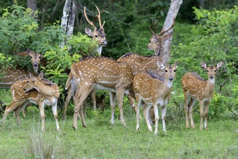 Yala National Park Deer Sighting
