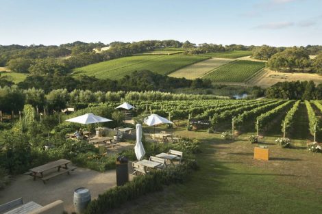 Montalto Winery, Olive Grove at Shoreham on Victoria's Mornington Peninsula, Credit Mornington Peninsula Regional Tourism