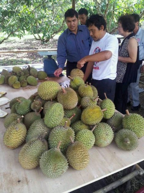 batam durian tour