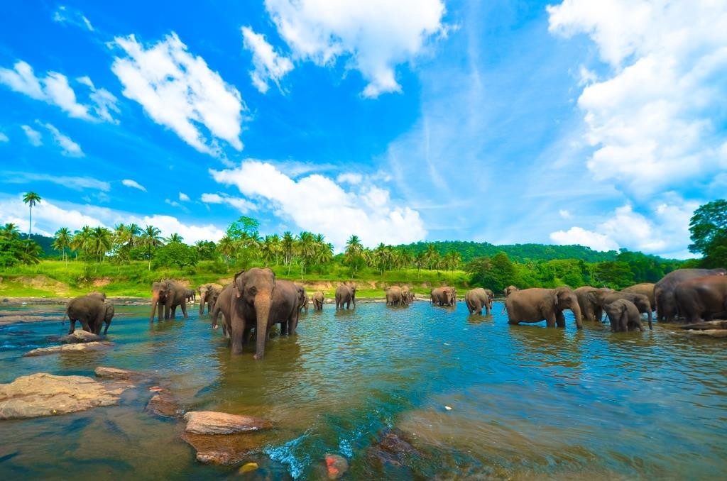 Pinnawela Elephants Orphanage Sri Lanka