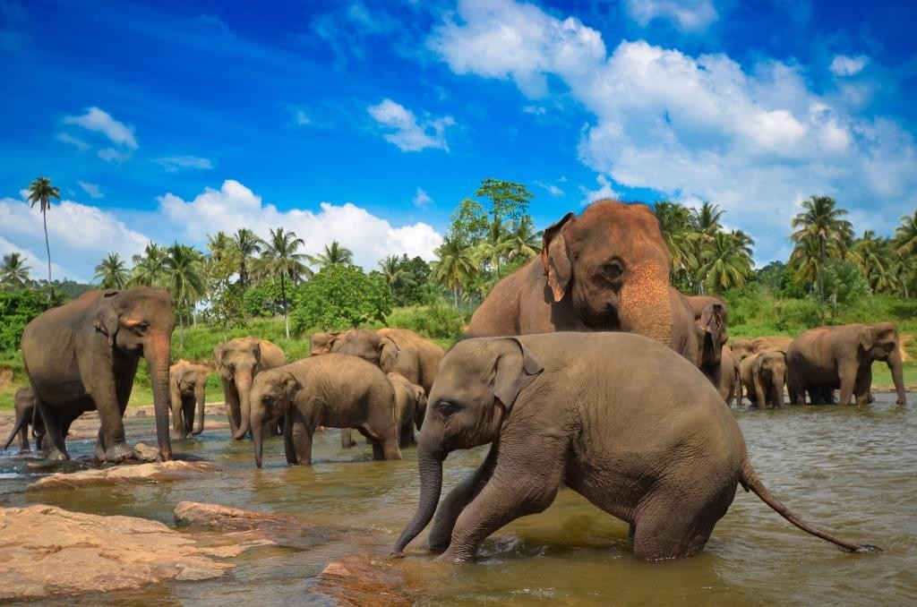 Pinnawela elephant orphanage Sri Lanka (2)